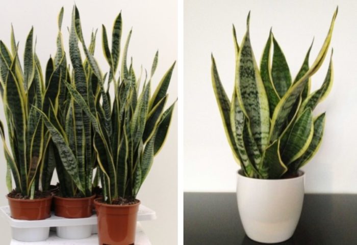 Sansevieria na may tatlong lobe