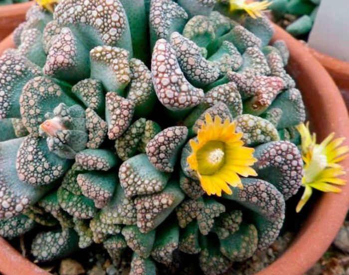 Isang uri ng Titanopsis na may kalkariya