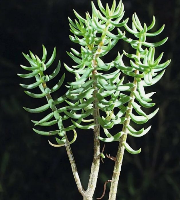 Apat na panig na Crassula