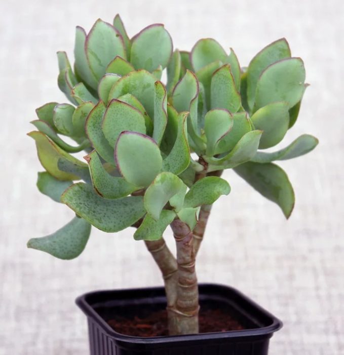 Crassula na parang puno