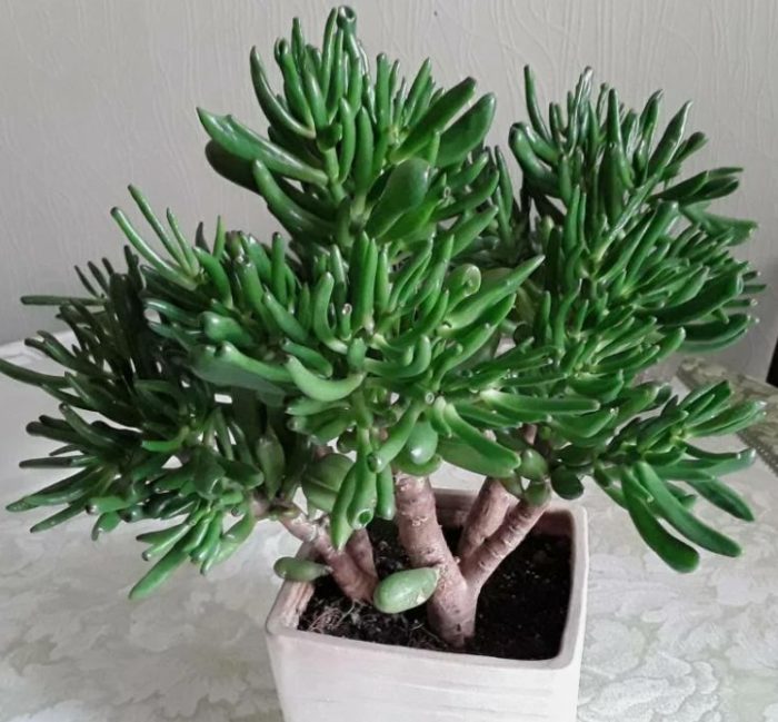 Ang Hobbit na si Crassula