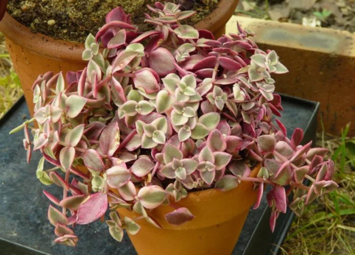 May gilid na Crassula