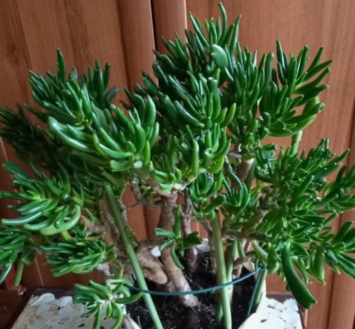 Purslane Crassula