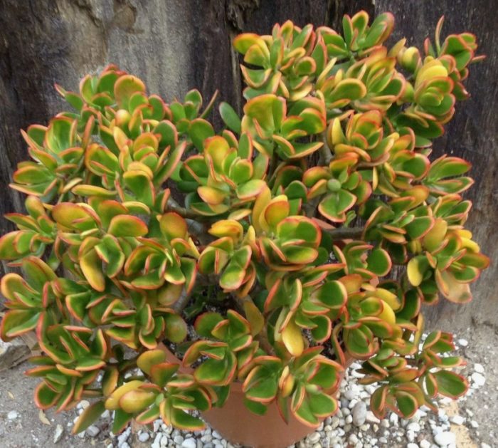 Paglubog ng Araw ng Crassula