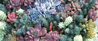 Mga Succulents