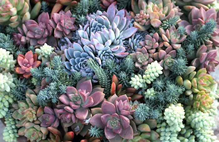 Mga Succulents