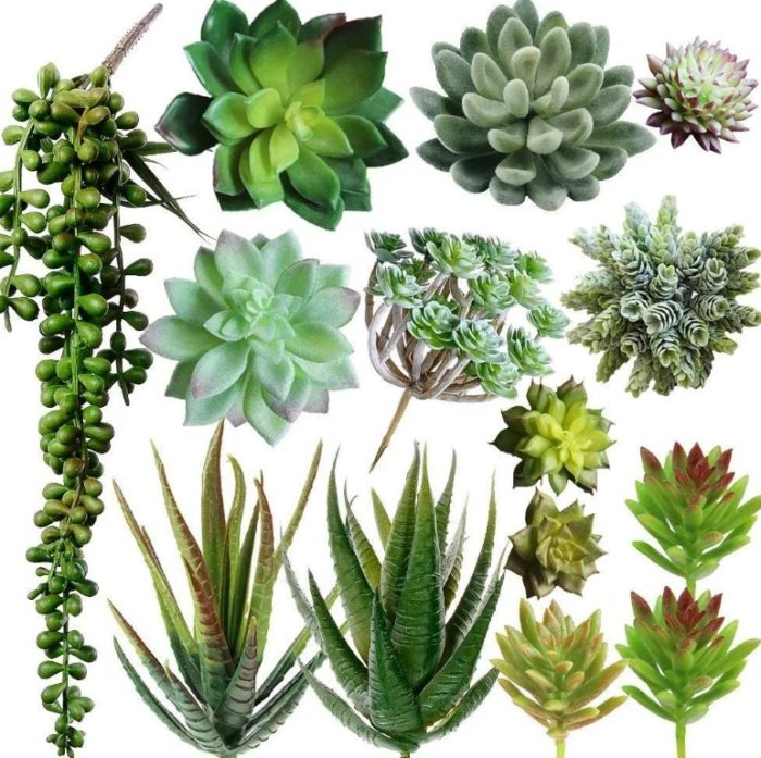 Mga madahong succulents