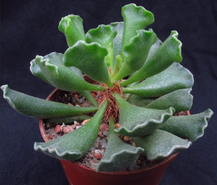 Adromischus cristatus