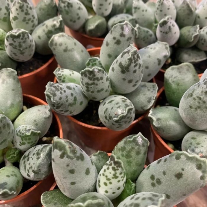 Adromischus cooperi