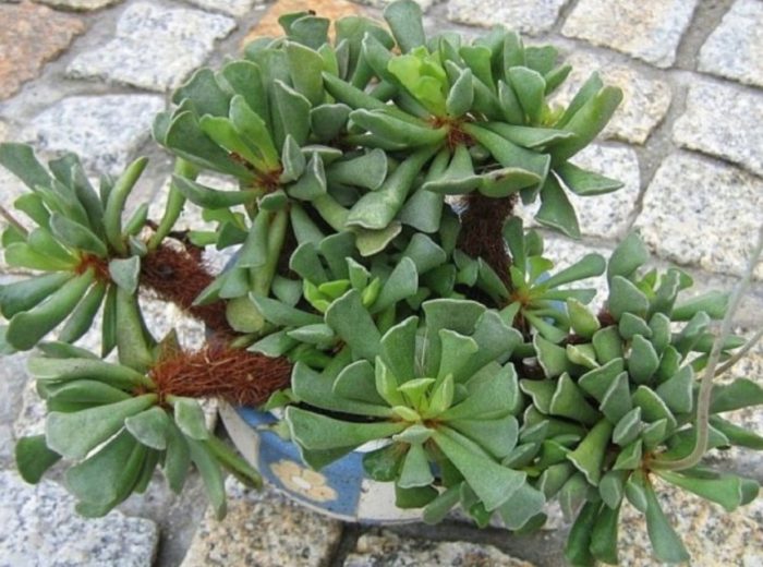 Adromischus pelnitzii