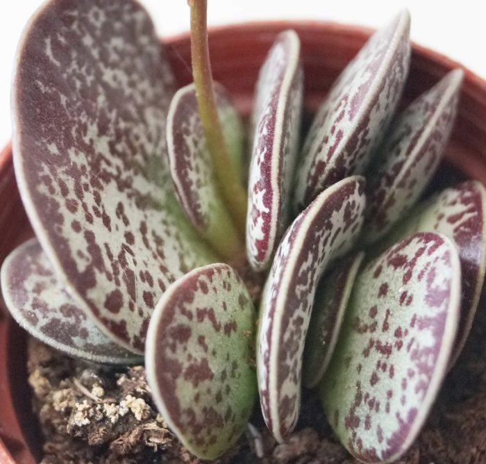 Batik-batik na Adromischus