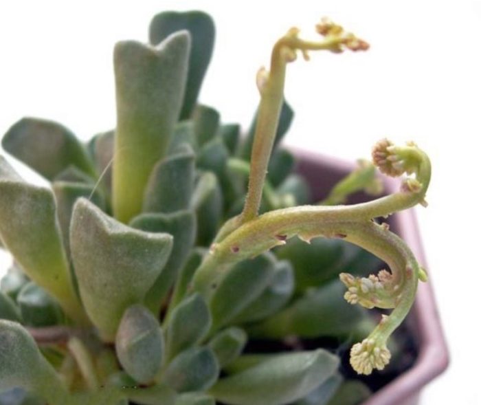 Adromischus na may ukit