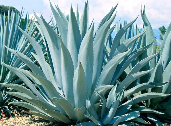 Asul na agave