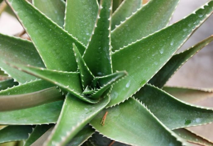 Amerikanong agave