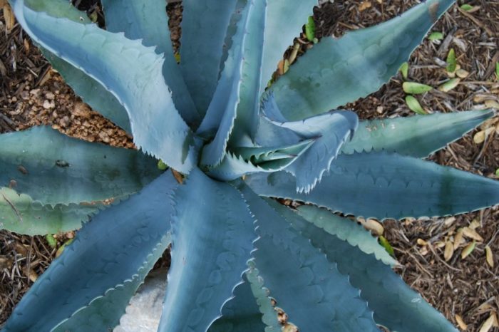 Asul na agave