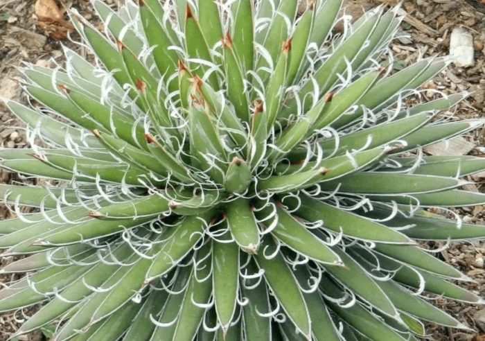 Agave filamentosa