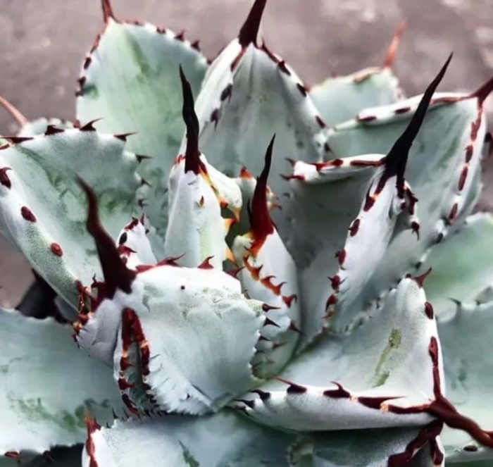Potatorum agave