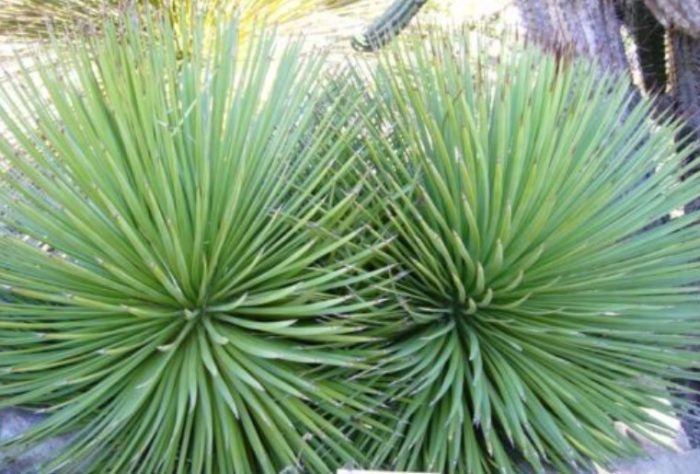 Naka-compress na view ng agave