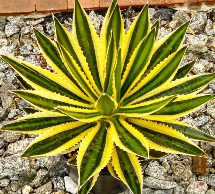 Agave na may dilaw na gilid