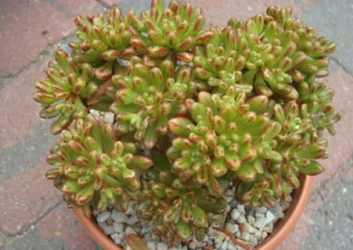 Aichryson purifolia