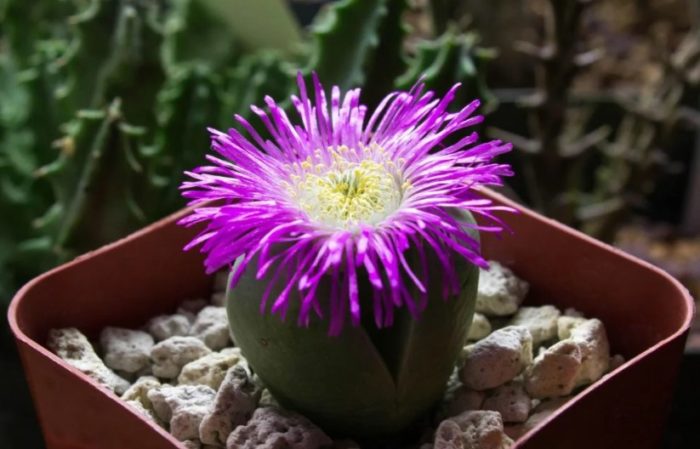 Bulaklak ng Argyroderma