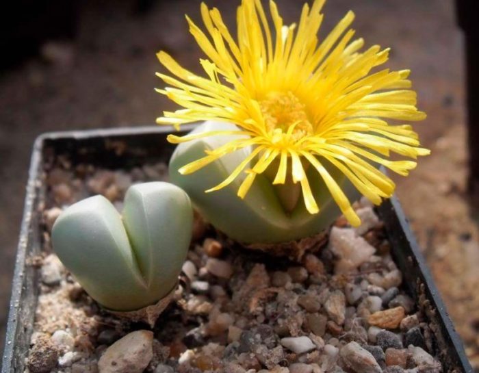 Argyroderma na hugis-tasa