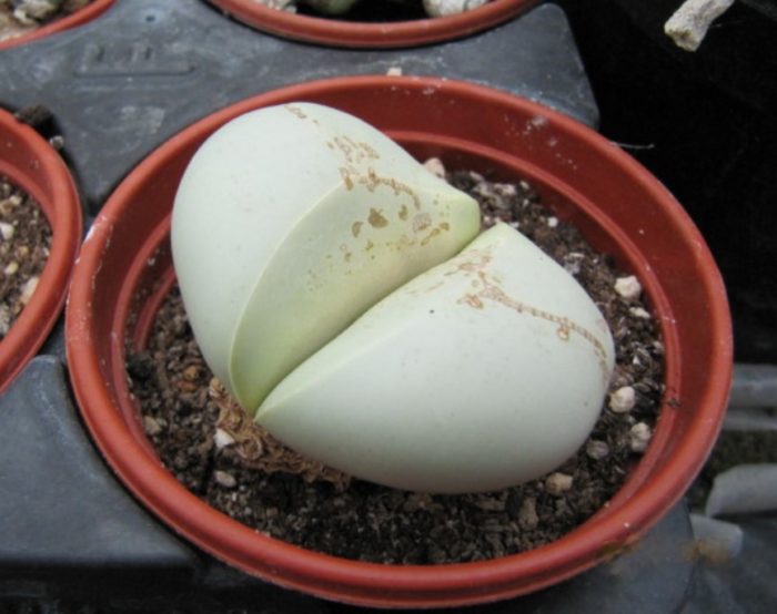 Argyroderma ng testicle