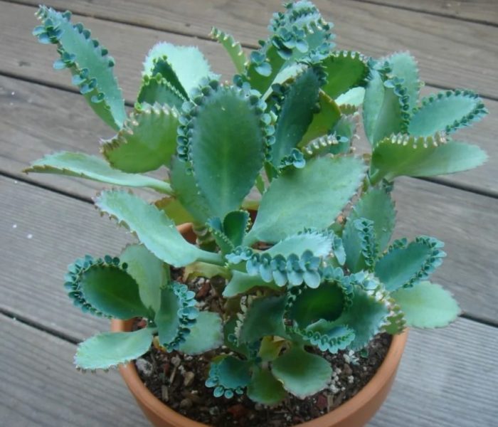 Bryophyllum