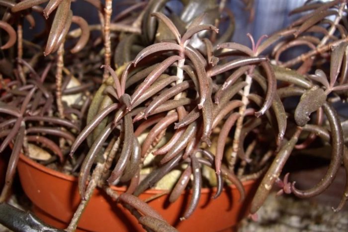 Bryophyllum bovery