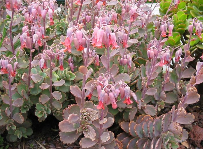 Bryophyllum Fedchenko