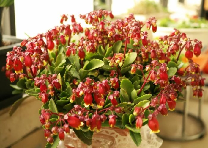 Bryophyllium Mangina