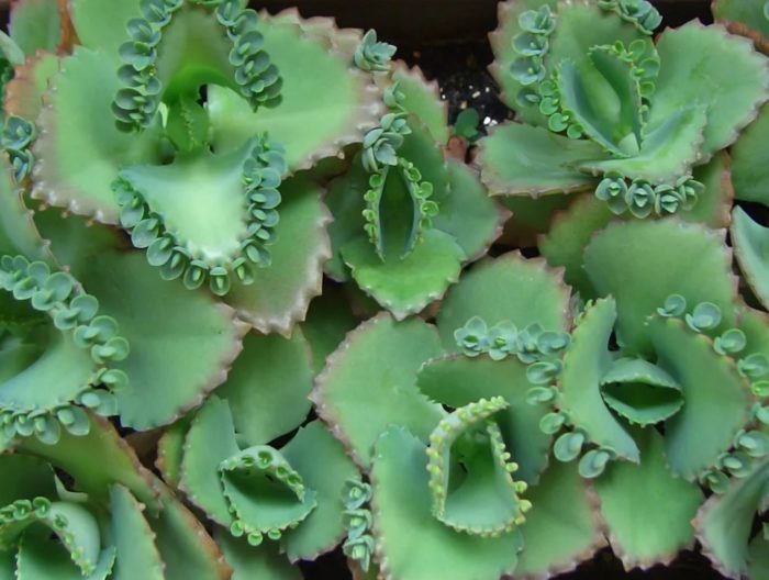 Pinnate Bryophyllum
