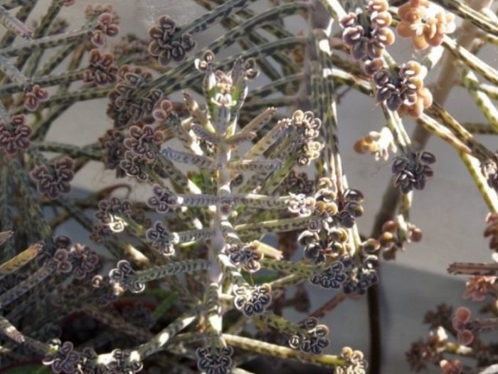 Bryophyllum na may bulaklak na trumpeta