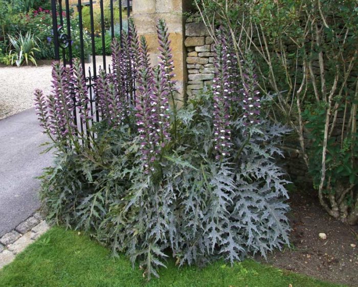 Ang acanthus ng Hungary, ang acanthus ng Balkan (Acanthus hungaricus)
