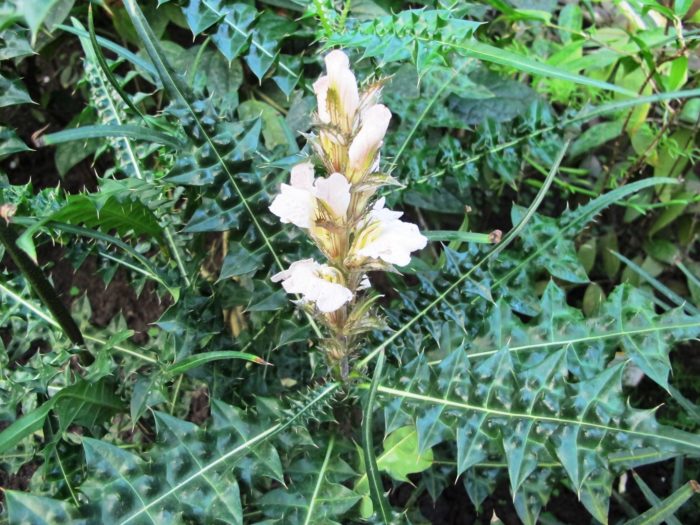 Acanthus sa bundok (Acanthus montanus)