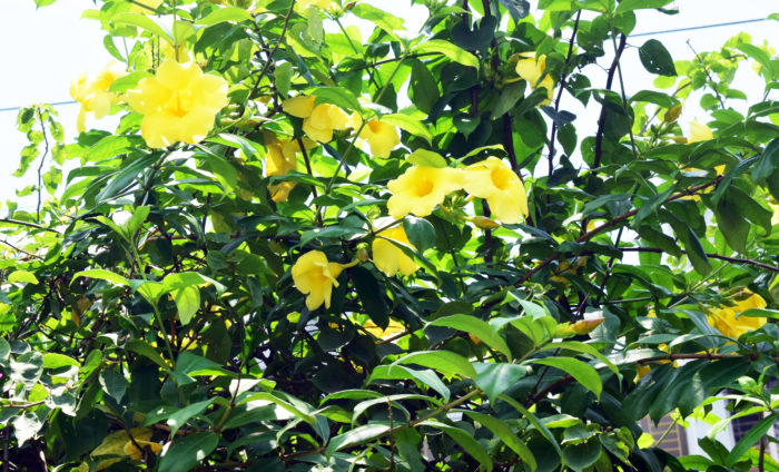 Allamanda Schottii