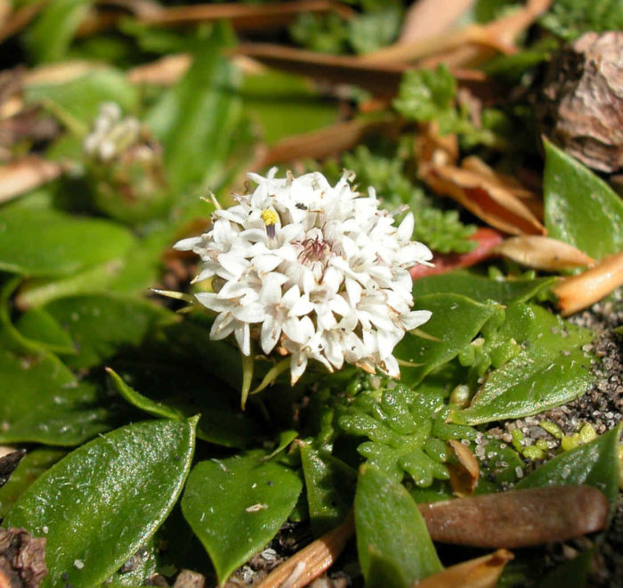 Ammobium calyceroides
