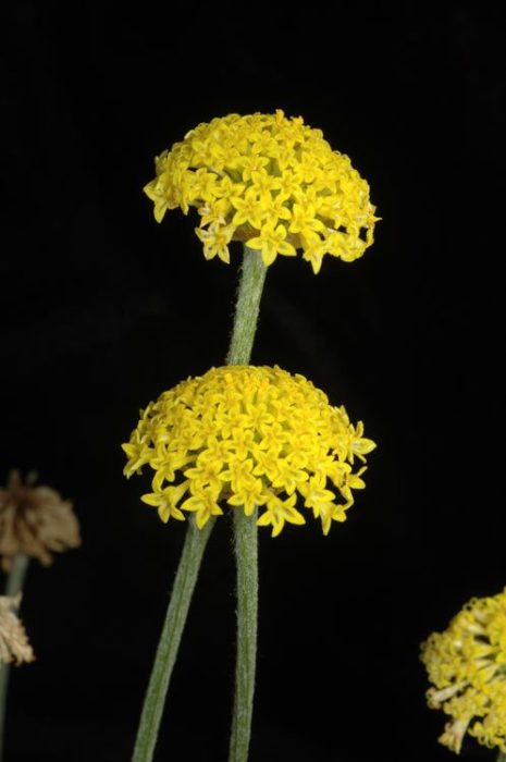 Ammobium craspedioides