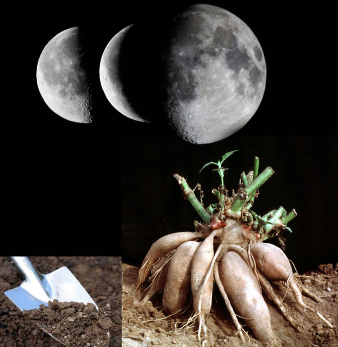 Pagtatanim ng mga dahlia ayon sa kalendaryong lunar