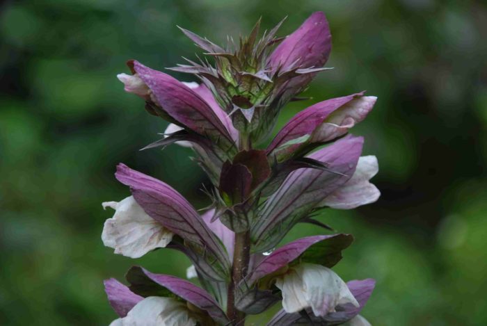 Bulaklak ng Acanthus