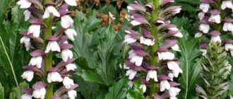 Mga bulaklak ng Acanthus