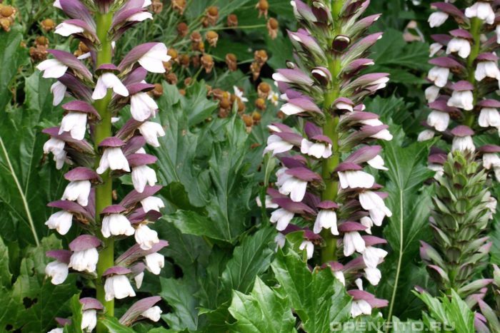 Mga bulaklak ng Acanthus