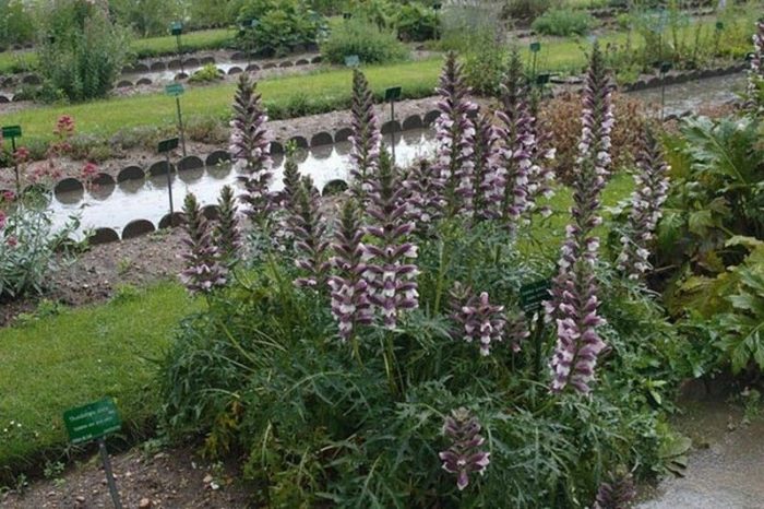 Lugar para sa acanthus