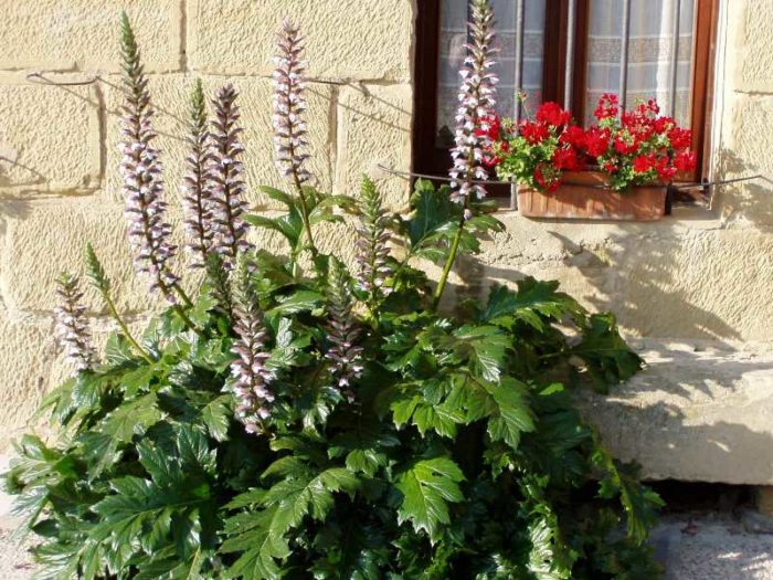 Acanthus sa ilalim ng bintana