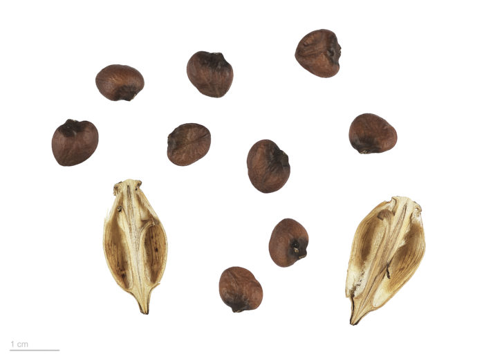Mga buto ng acanthus