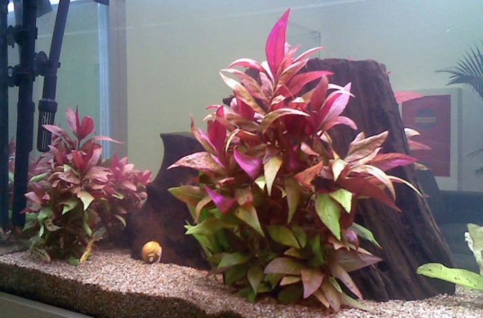 Lumalaking Alternanthera sa isang aquarium