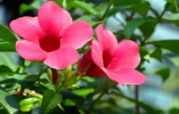 Allamanda