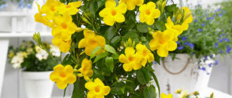Allamanda