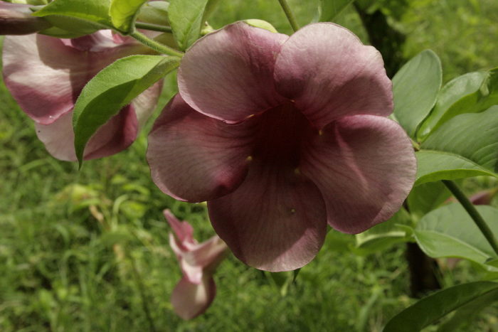 Allamanda
