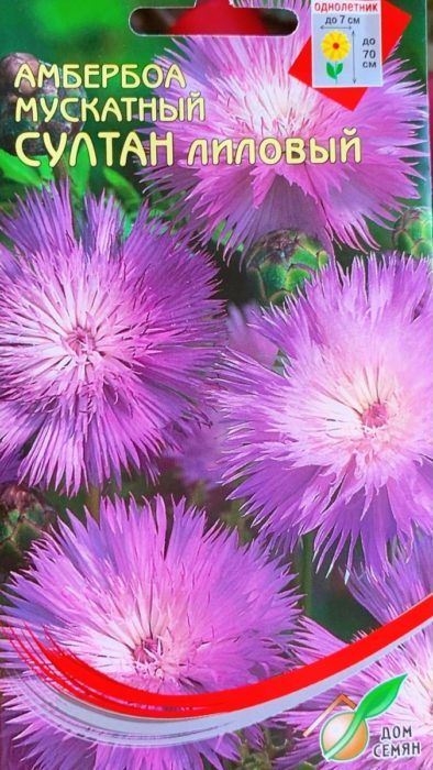 Sultan Lilac